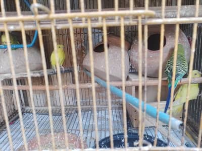 Active & Healthy  budgies for sale