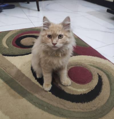 pure Persian male kitten l