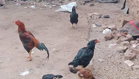 ye sara mall kisi ko chahiye to rabta kare arjant sale