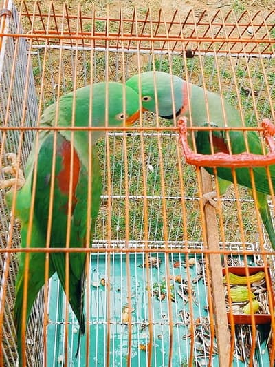 Breeder pair make taking jambo size