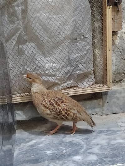 Breeder Irani teeter male