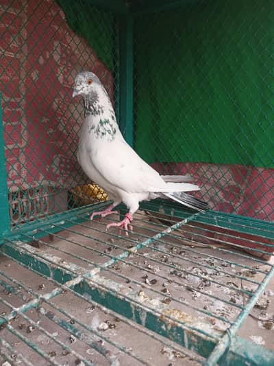 pigeon, kabotar
