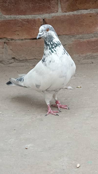 pigeon, kabotar