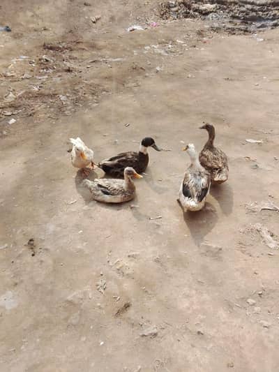 duck for sale