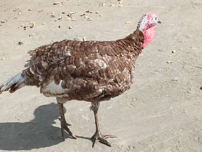 ترکی گولڈن میل