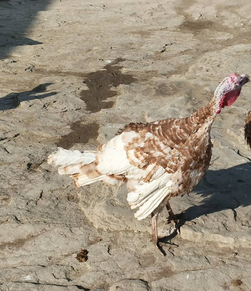 ترکی گولڈن میل 1