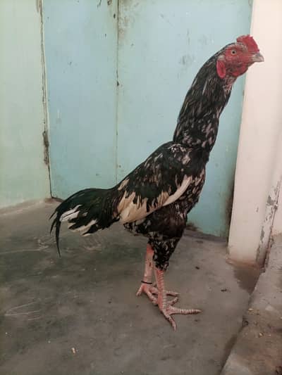 Aseel coolya black me 8 months ka hai