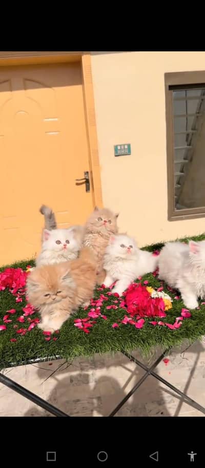 Persian cat for sale my WhatsApp number 03079330944