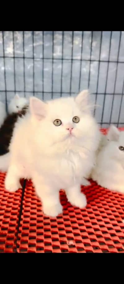 Persian cat for sale my WhatsApp number 03079330944