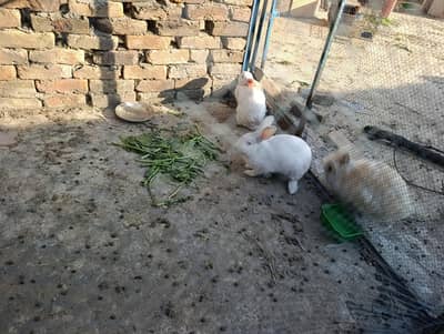 NewZeland Breeder Pair for Sale