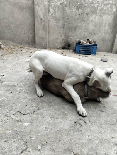 bully gultair hai 3.5 month ka hai active and healthy boy