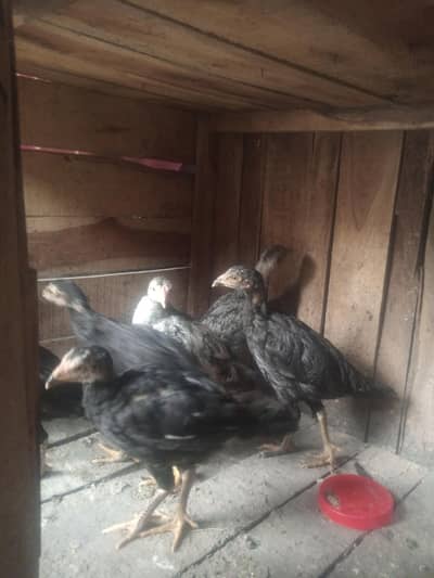 contact on  03007662878