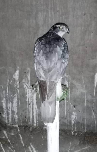 Goshawk