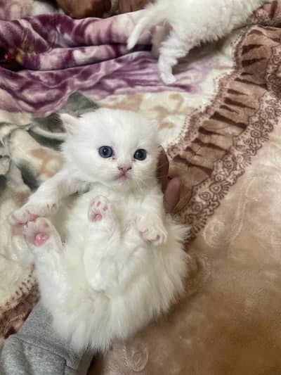 Persian cats female triple code