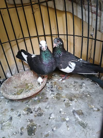 Black mainadag pair + 2 chicks