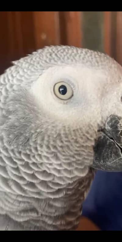 100% Tame and Talking African Grey female for sale
