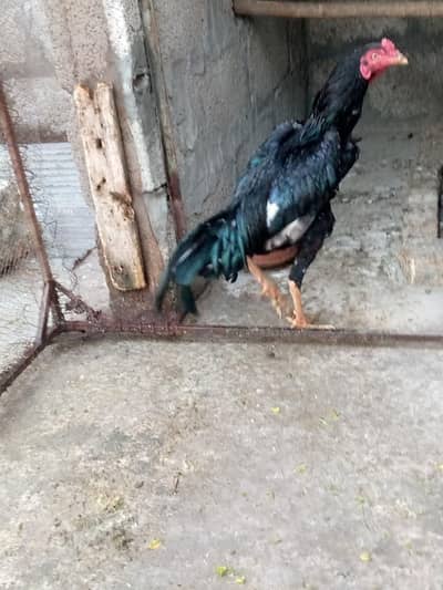 Aseel lasani patha 4sale