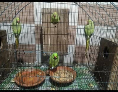 urgent sale2 parrot 3 female 3 box wooden 1 pinjra