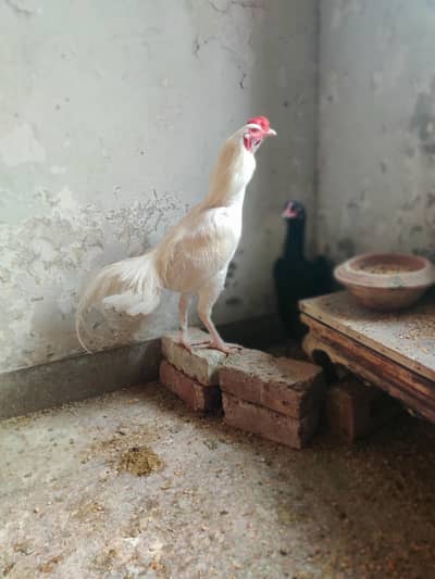 Paper White Aseel Heera