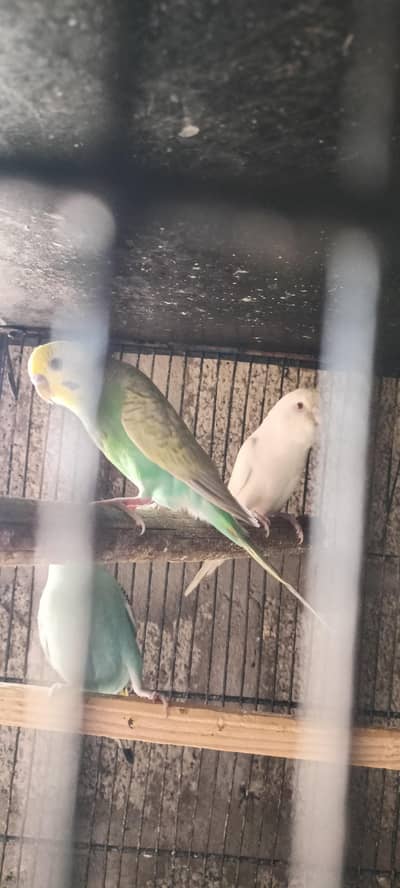 Mix budgies (quality)