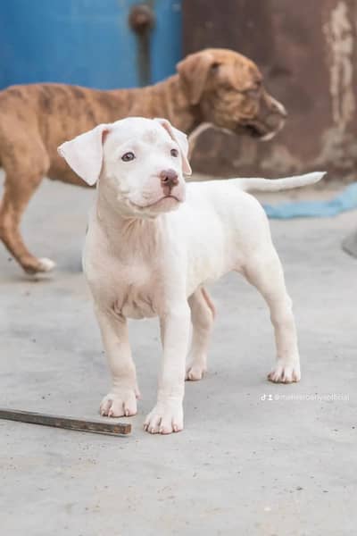 amrican pitbull terrier puppies