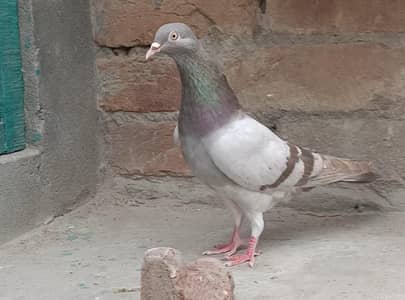 pigeon, kabotar