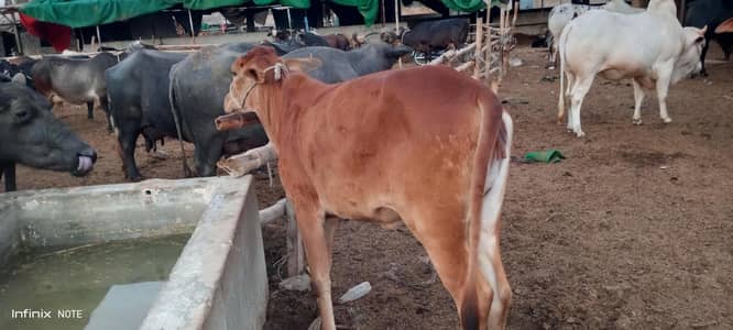 pure sahiwal bachi 2 dat hai