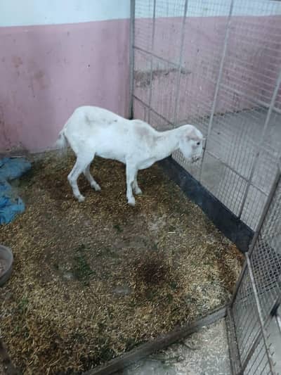 bakra bakri for purchase