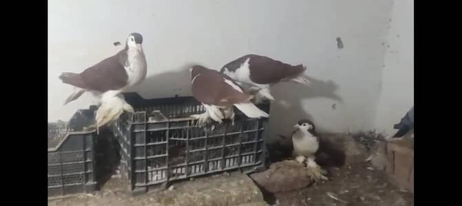 Lahori Sharazi 2 pairs breeder