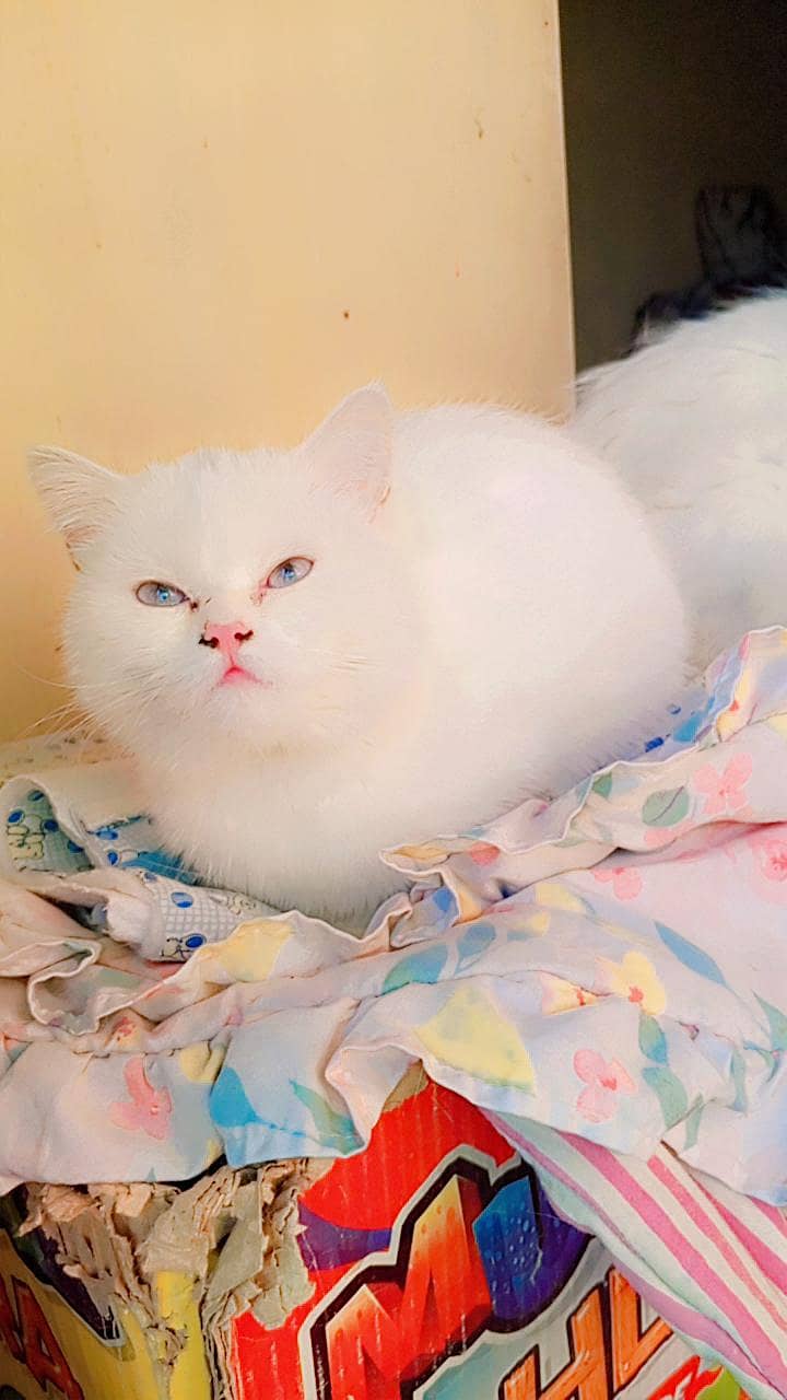 Persion Cat 0