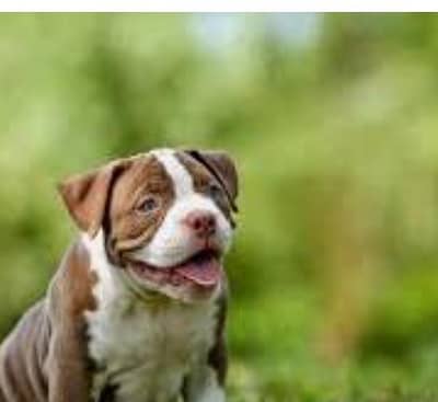 bully dog baby