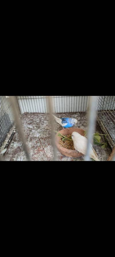 budgie pair