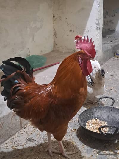 Desi murgha ,murghi full helthy