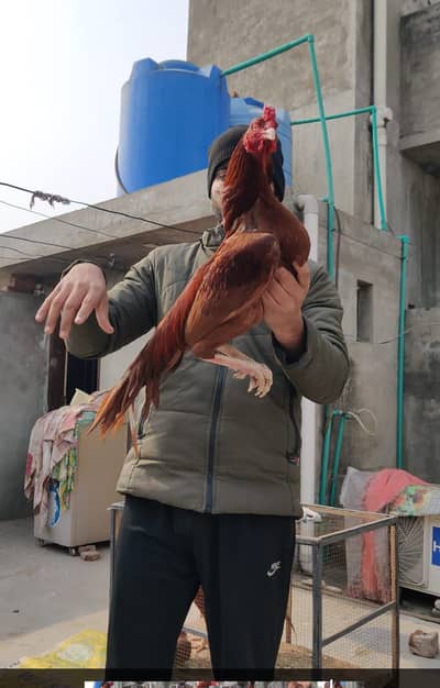 miawali aseel murga bnd jor ha