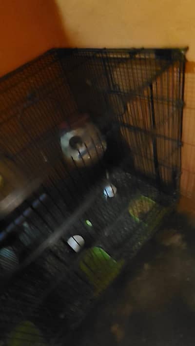 2 pairs  parrot  with  double caben master cage for sale