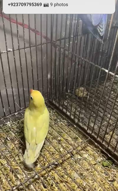 Full breeder birds available in low price decino female hai