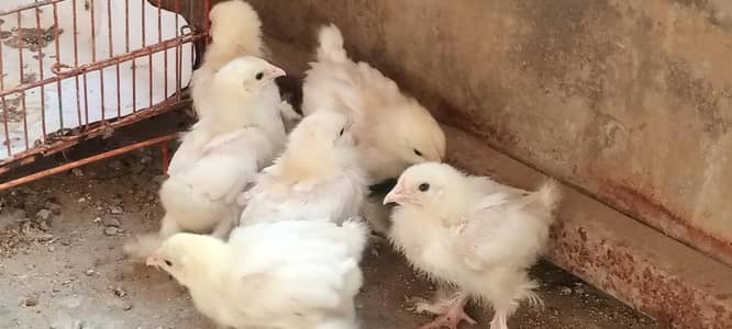 all type fancy hens chick available different age