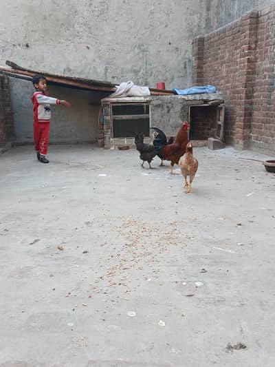 boht achi ha egg dy rahi ha