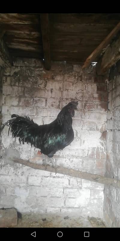 Indonesia Ayamsi mani