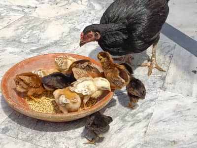 aseel/hen aseel/murgi aseel/chick aseel/choza desi/hen hen with chicks