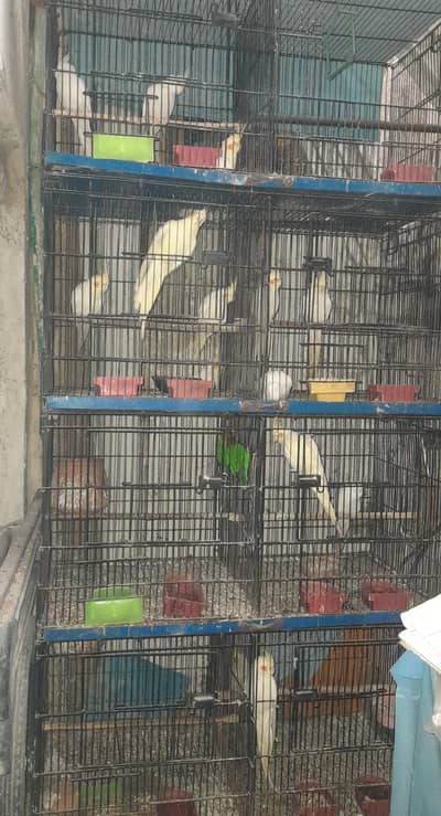 urgent sale Cocktail red eyes