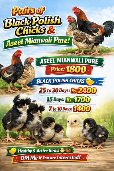 Polish Pair Chicks in reasonable price