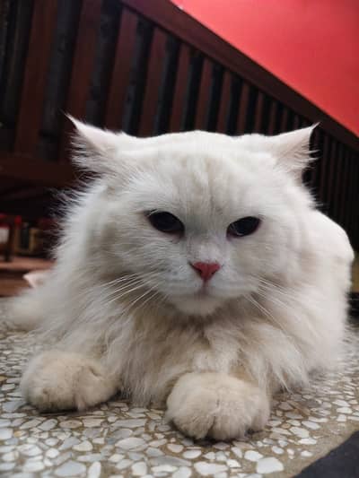 Persian cat