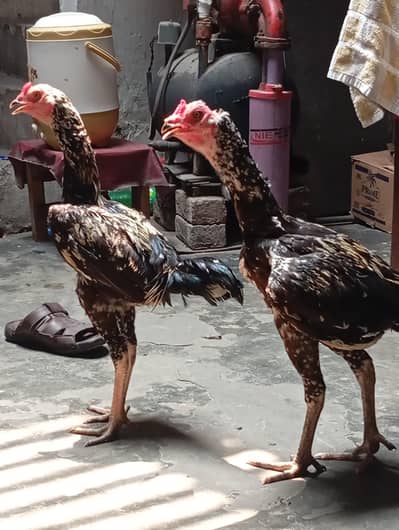 seal murga sale in Gujranwala