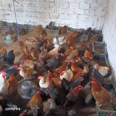 golden misri | desi murghi | ande wali murgi | murgiyan | hen | مرغیاں