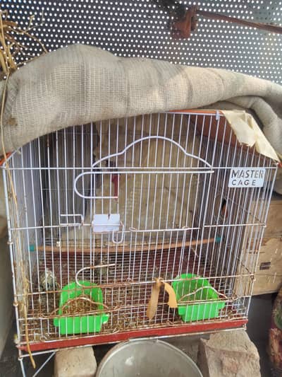 Master Cage With Breeding Box