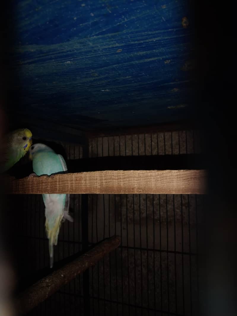 lovebirds  java  dove 3