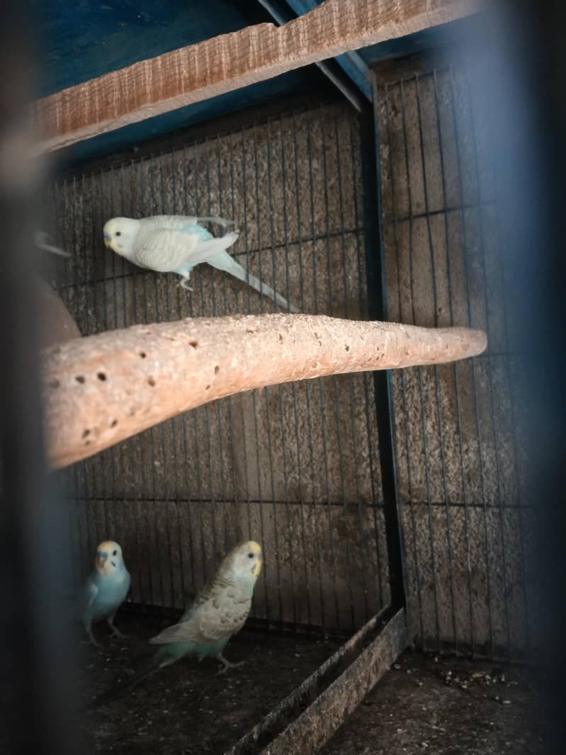 lovebirds  java  dove 4