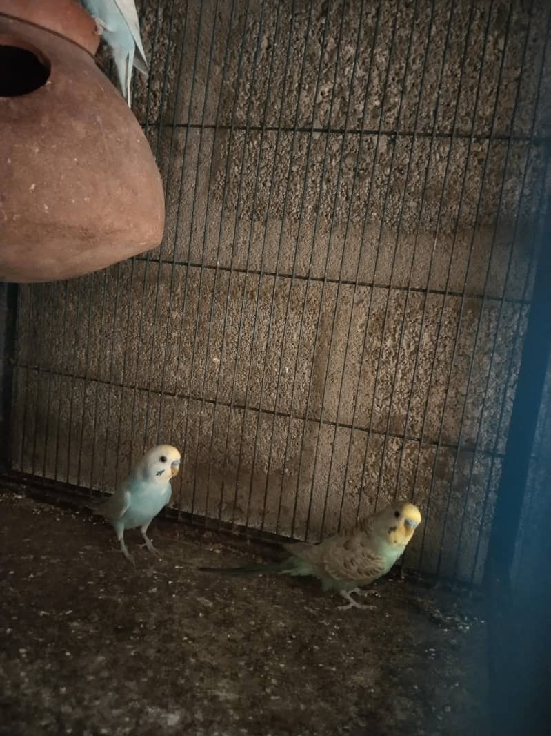 lovebirds  java  dove 5