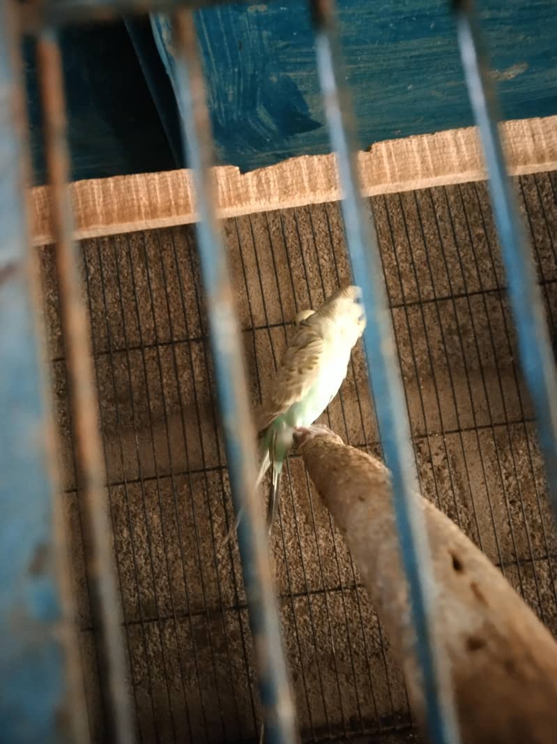 lovebirds  java  dove 6